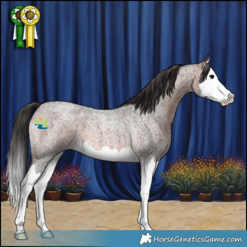 Horse Color:Brown Roan Splash 