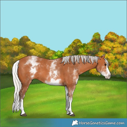 Horse Color:White Spotted Silver Bay Splash