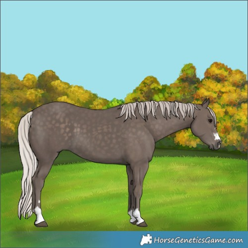 Horse Color:Silver Black 