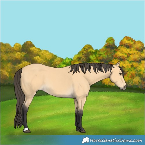 Horse Color:Buckskin