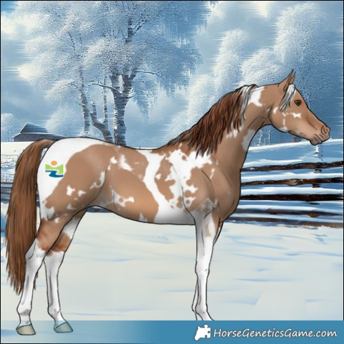 Horse Color:White Spotted Red Dun Tobiano 
