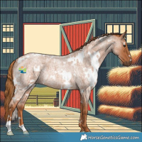 Horse Color:White Spotted Red Roan Rabicano 