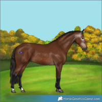 Horse Color:Gray Bay Rabicano 