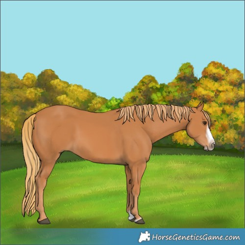 Horse Color:Chestnut Splash Frame 