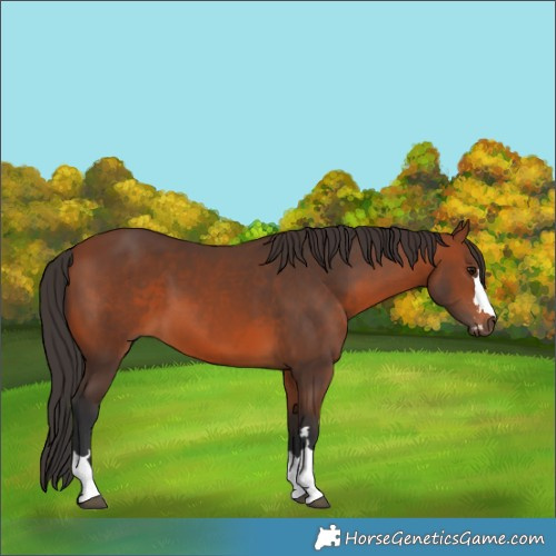 Horse Color:Bay 