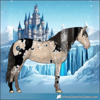 Horse Color:Gray White Spotted Amber Champagne Ice Dun 