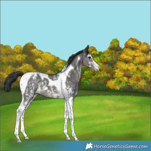 Horse Color:Black Sabino Tobiano 