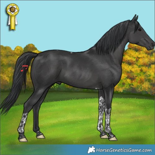 Horse Color:Black Tobiano 