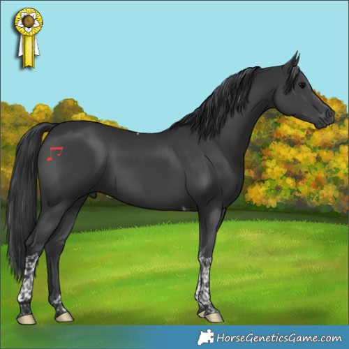 Horse Color:Black Tobiano 