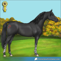 Horse Color:Black Tobiano
