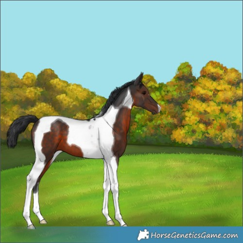 Horse Color:Brown Tobiano 
