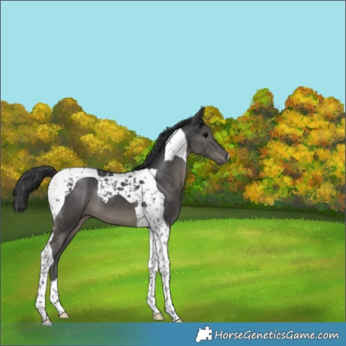 Horse Color:Black Tobiano 