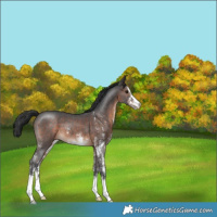 Horse Color:Brown Sabino 