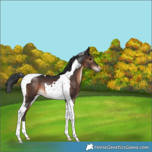 Horse Color:Brown Tobiano 