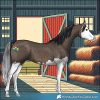 Horse Color:Brown Dun Splash