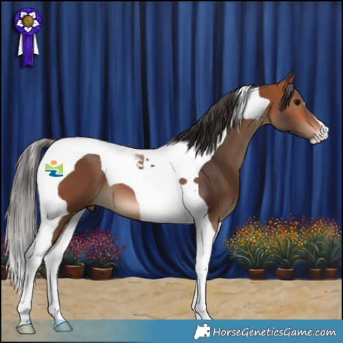 Horse Color:Bay Tobiano 