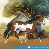 Horse Color:Bay Frame 
