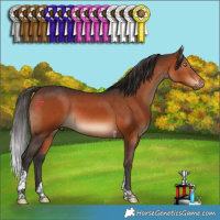 Horse Color:Brown Tobiano 