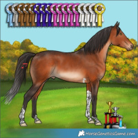 Horse Color:Brown Tobiano 