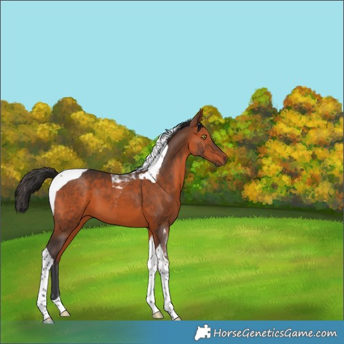 Horse Color:Bay Tobiano 