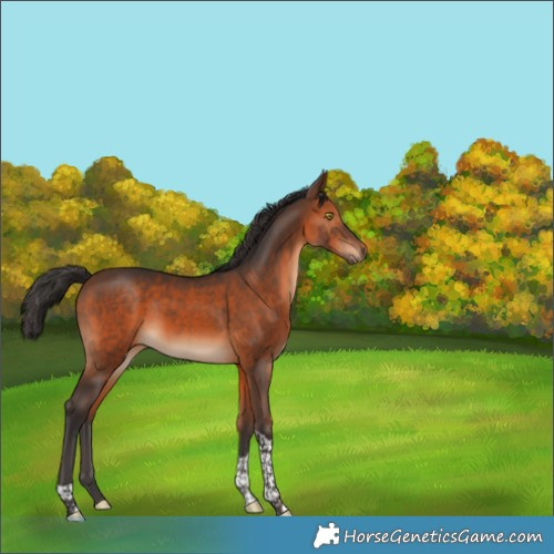 Horse Color:Brown Tobiano 