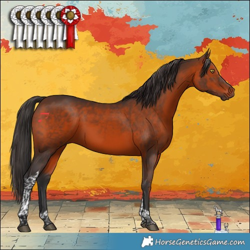 Horse Color:Brown Tobiano 