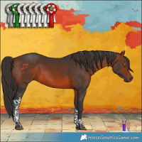 Horse Color:Brown Tobiano