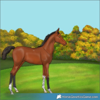 Horse Color:Bay Tobiano 