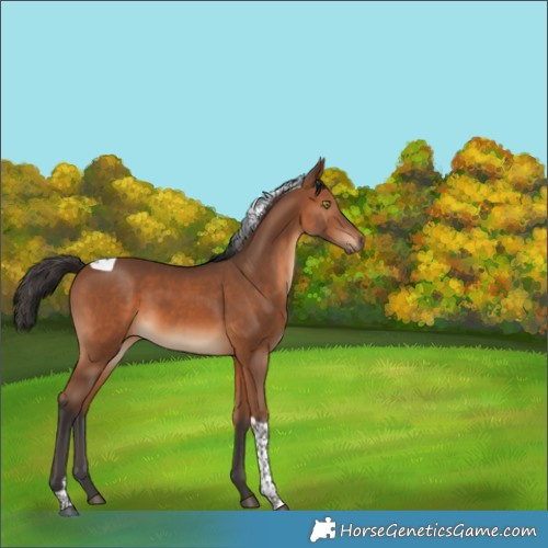 Horse Color:Bay Tobiano 