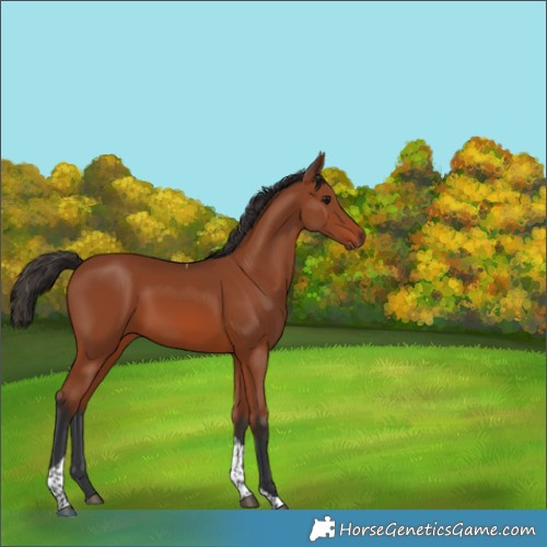 Horse Color:Bay Tobiano 