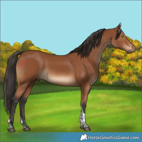 Horse Color:Bay Tobiano 