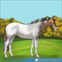 Horse Color:Buckskin Tobiano Snowcap 
