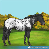 Horse Color:Black Appaloosa 