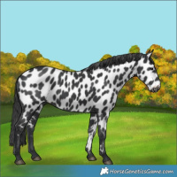 Horse Color:Black Near Leopard