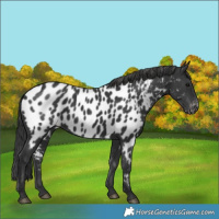 Horse Color:Black Near Leopard