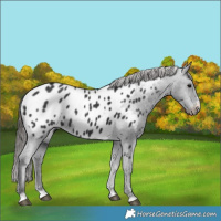Horse Color:Black Near Leopard 
