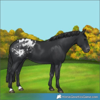 Horse Color:Black Appaloosa 