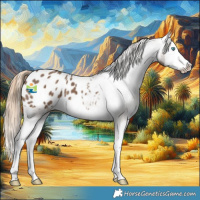 Horse Color:Liver Red Dun Splash Appaloosa 