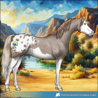 Horse Color:Liver Red Dun Splash Appaloosa 