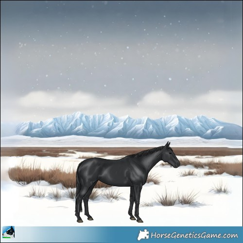 Horse Color:Black Rabicano 