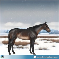 Horse Color:Brown Rabicano
