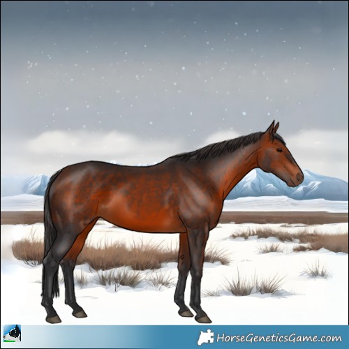 Horse Color:Bay Rabicano 