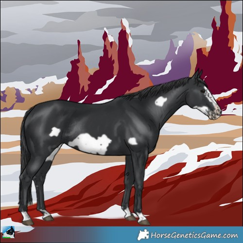Horse Color:Black Frame Rabicano 