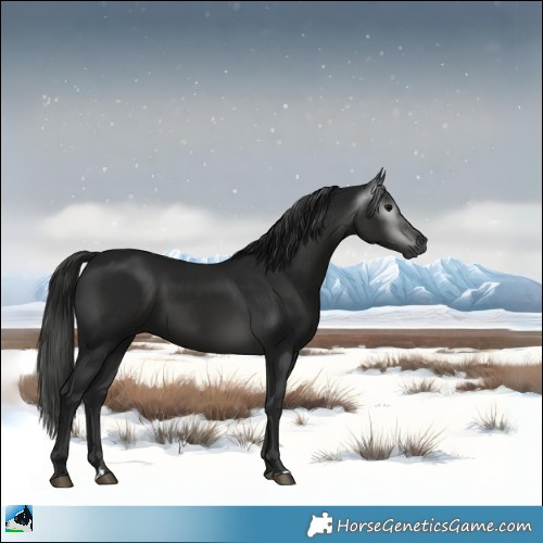Horse Color:Gray Black Rabicano