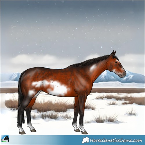 Horse Color:Gray Bay Frame Rabicano 