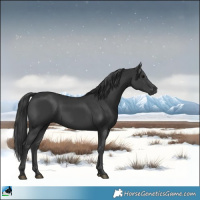 Horse Color:Black Rabicano 