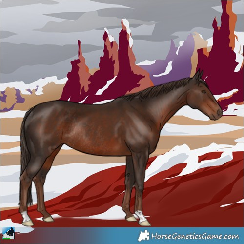 Horse Color:Liver Chestnut Rabicano 