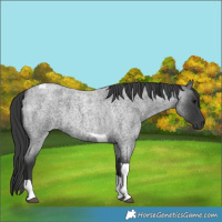 Horse Color:Blue Roan Tobiano 