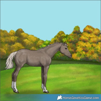 Horse Color:Silver Grullo Tobiano