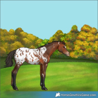 Horse Color:White Spotted Bay Appaloosa 